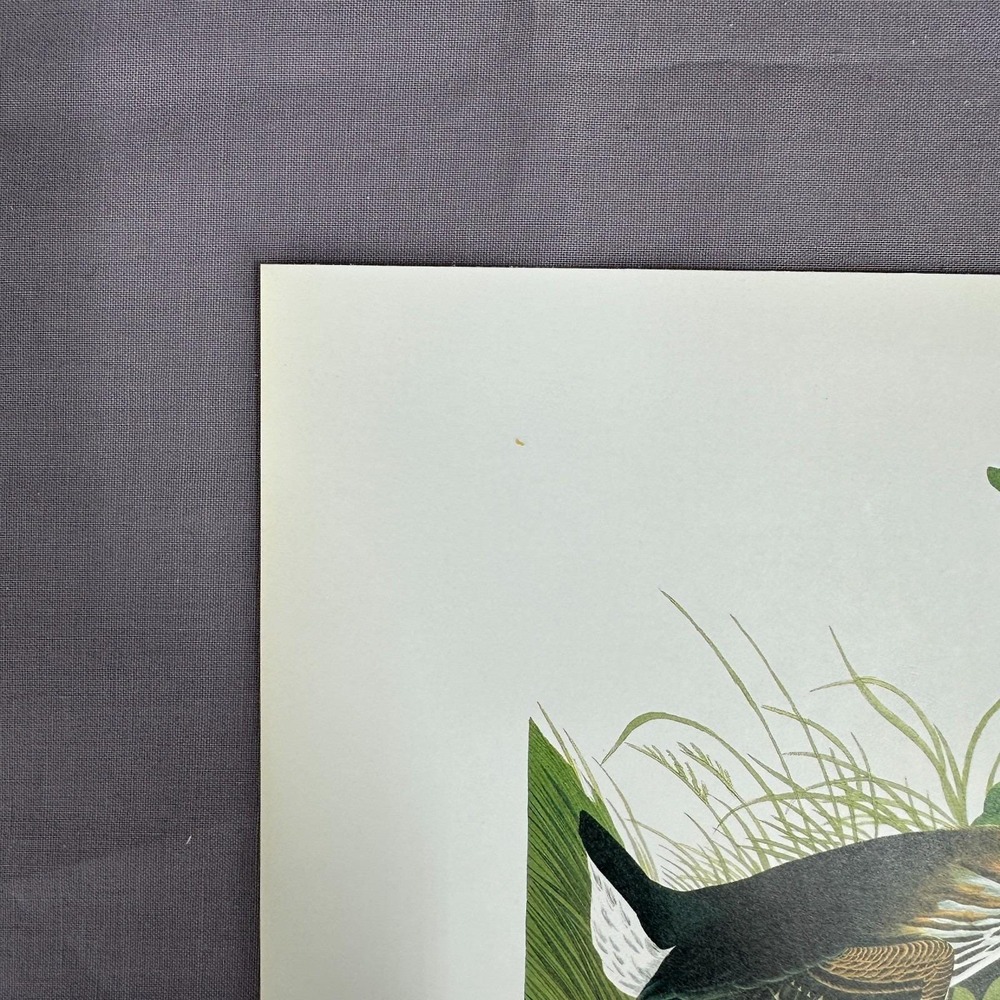 1950 Vintage Print Green Heron American Bird Art Illustration Audubon 8x11 - Picture 3 of 6